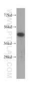 Kaptin, Actin Binding Protein antibody, 16094-1-AP, Proteintech Group, Western Blot image 