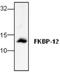 FKBP Prolyl Isomerase 1A antibody, GTX59739, GeneTex, Western Blot image 