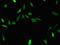 Spermatid perinuclear RNA-binding protein antibody, LS-C397637, Lifespan Biosciences, Immunofluorescence image 