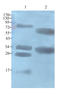 Alpha-S1-casein antibody, orb10185, Biorbyt, Western Blot image 