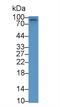 EPH Receptor A10 antibody, LS-C695164, Lifespan Biosciences, Western Blot image 