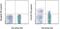 C-X3-C Motif Chemokine Receptor 1 antibody, 25-6099-42, Invitrogen Antibodies, Flow Cytometry image 