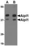 Aryl Hydrocarbon Receptor Interacting Protein Like 1 antibody, LS-B3854, Lifespan Biosciences, Western Blot image 