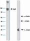 Bat Immunoglobulin antibody, NBP2-23483, Novus Biologicals, Western Blot image 