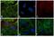 Rat IgG antibody, PA1-28571, Invitrogen Antibodies, Immunofluorescence image 
