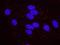 Tumor Protein P73 antibody, NB100-420, Novus Biologicals, Proximity Ligation Assay image 