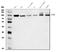 Niban Apoptosis Regulator 2 antibody, A09391-2, Boster Biological Technology, Western Blot image 