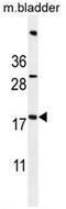 Succinate Dehydrogenase Complex Assembly Factor 3 antibody, AP50048PU-N, Origene, Western Blot image 