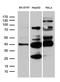 Translocase Of Inner Mitochondrial Membrane 50 antibody, LS-C796013, Lifespan Biosciences, Western Blot image 