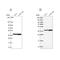 Replication Factor C Subunit 4 antibody, NBP2-49283, Novus Biologicals, Western Blot image 