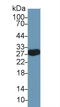 Myelin-oligodendrocyte glycoprotein antibody, LS-C297943, Lifespan Biosciences, Western Blot image 