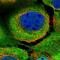 BCL2 Associated Athanogene 3 antibody, PA5-53818, Invitrogen Antibodies, Immunofluorescence image 