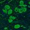 Neurofilament Medium antibody, NBP2-46616, Novus Biologicals, Immunofluorescence image 
