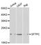 SP5 antibody, LS-C331717, Lifespan Biosciences, Western Blot image 