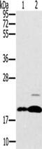 Protein Tyrosine Phosphatase 4A2 antibody, CSB-PA137436, Cusabio, Western Blot image 