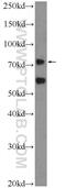 PAS Domain Containing Repressor 1 antibody, 12976-1-AP, Proteintech Group, Western Blot image 