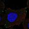 Protocadherin Gamma Subfamily B, 1 antibody, NBP2-56005, Novus Biologicals, Immunofluorescence image 