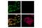 Aldehyde Dehydrogenase 1 Family Member A2 antibody, 55481S, Cell Signaling Technology, Immunofluorescence image 