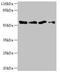 Transcription Factor CP2 antibody, LS-C676587, Lifespan Biosciences, Western Blot image 