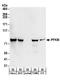 Pfk-m antibody, A304-256A, Bethyl Labs, Western Blot image 
