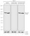 Eukaryotic Translation Elongation Factor 2 antibody, 711843, Invitrogen Antibodies, Western Blot image 