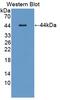 Colony Stimulating Factor 2 antibody, abx130918, Abbexa, Western Blot image 