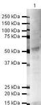 Forkhead Box A2 antibody, PA5-19518, Invitrogen Antibodies, Western Blot image 