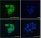 Protein Phosphatase 1 Regulatory Subunit 12A antibody, NBP2-75097, Novus Biologicals, Immunofluorescence image 
