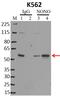 Non-POU Domain Containing Octamer Binding antibody, MA3-2024, Invitrogen Antibodies, Immunoprecipitation image 