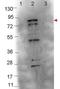 Flagellin antibody, orb344675, Biorbyt, Western Blot image 