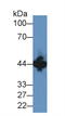 Creatine Kinase, M-Type antibody, LS-C298289, Lifespan Biosciences, Western Blot image 