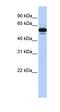 Retinoid X Receptor Alpha antibody, orb329759, Biorbyt, Western Blot image 
