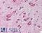 Cullin 1 antibody, LS-B357, Lifespan Biosciences, Immunohistochemistry frozen image 