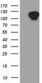 Zinc Finger And BTB Domain Containing 17 antibody, CF811343, Origene, Western Blot image 