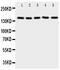 Replication Factor C Subunit 1 antibody, PA5-79923, Invitrogen Antibodies, Western Blot image 