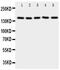 Replication Factor C Subunit 1 antibody, PA5-79923, Invitrogen Antibodies, Western Blot image 