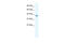 Cation channel sperm-associated protein 2 antibody, 28-292, ProSci, Western Blot image 