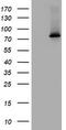 Ras guanyl-releasing protein 3 antibody, LS-C175628, Lifespan Biosciences, Western Blot image 