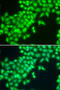 Methyltransferase Like 2A antibody, abx005497, Abbexa, Western Blot image 