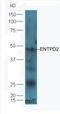 Ectonucleoside Triphosphate Diphosphohydrolase 2 antibody, orb156742, Biorbyt, Western Blot image 
