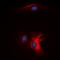 Complement C1q subcomponent subunit B antibody, orb393227, Biorbyt, Immunofluorescence image 