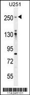Filamin A antibody, 63-193, ProSci, Western Blot image 