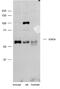 Synaptotagmin 3 antibody, 26-472, ProSci, Enzyme Linked Immunosorbent Assay image 