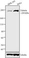 TSC Complex Subunit 2 antibody, 37-0500, Invitrogen Antibodies, Western Blot image 