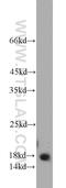 Peptidylprolyl Cis/Trans Isomerase, NIMA-Interacting 1 antibody, 10495-1-AP, Proteintech Group, Western Blot image 