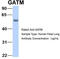 Glycine Amidinotransferase antibody, TA346701, Origene, Western Blot image 