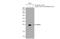 Regulator Of G Protein Signaling 1 antibody, GTX636868, GeneTex, Western Blot image 