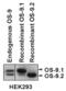 OS9 Endoplasmic Reticulum Lectin antibody, PA5-22781, Invitrogen Antibodies, Western Blot image 