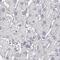 Keratin 25 antibody, PA5-62888, Invitrogen Antibodies, Immunohistochemistry paraffin image 