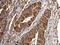 BCL2 Like 1 antibody, GTX124266, GeneTex, Immunohistochemistry paraffin image 
